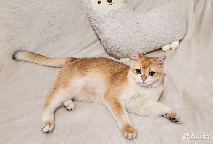 Золотая шиншилла кот ny12 на вязку с родословной