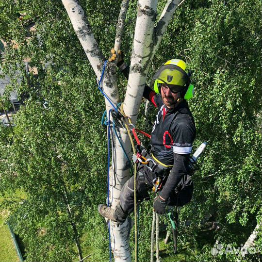 Валка Спил деревьев частями