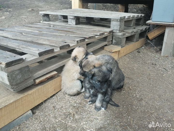 Щенки в добрые руки