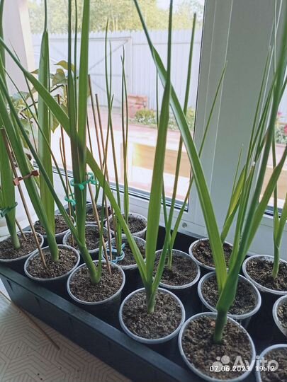 Индийский лук (Птицемлечник хвостатый)