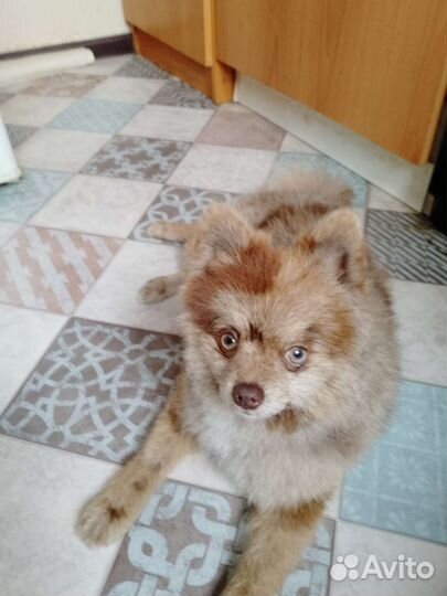 Померанский шпиц