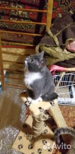 Отдам в хорошие руки