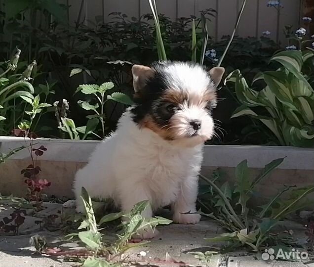 Девочки бивер йорк