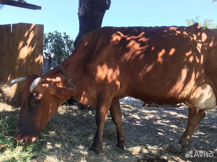 Корова высокоудойная