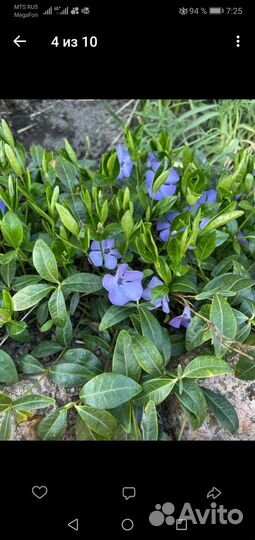 Почвопокровники