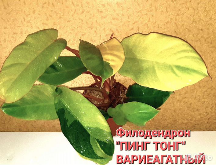 Эпипремнум,Моттлед Мохито, Имбре Вайт, Пинг Тонг