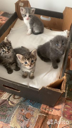 Котята в добрые руки