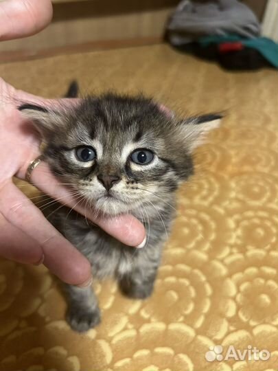 Котята мейн-кун