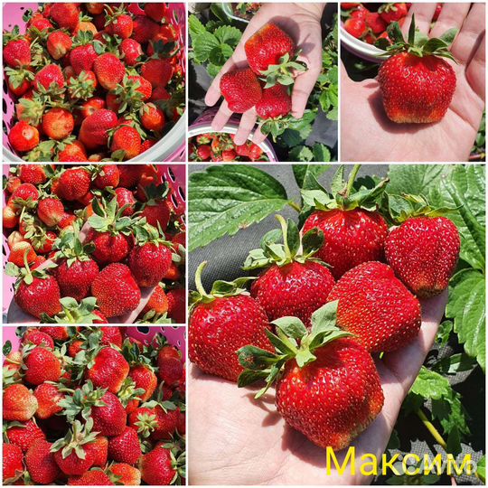 Саженцы клубники (виктории)