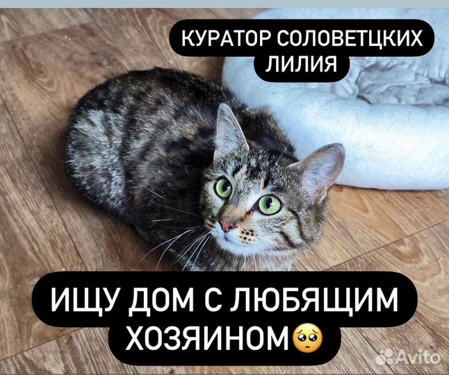 Кошка для ловли мышей