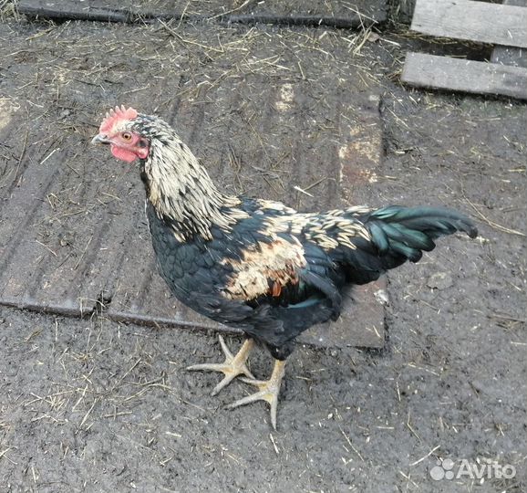Молодые петушки