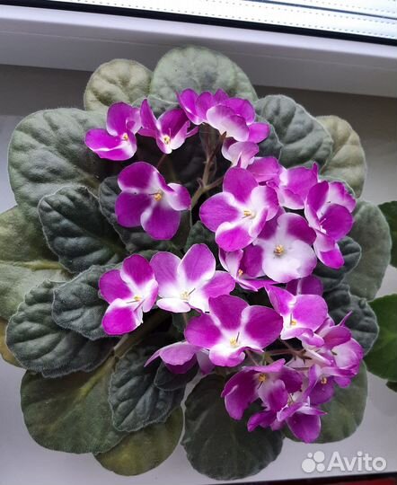 Фиалки цветущие