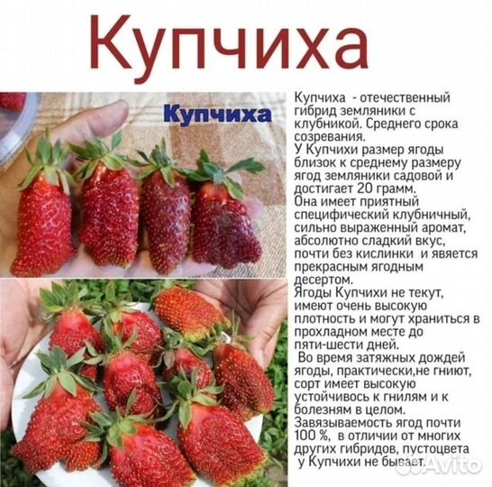 Земклуника Купчиха (саженцы)