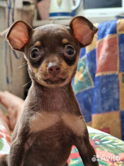 Тоечка девочка