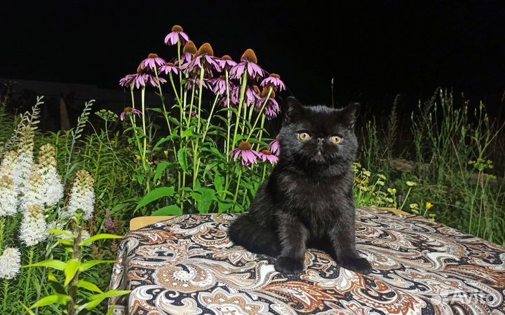 Экзотический мальчик чёрное золото