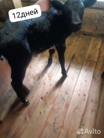 Коровы и быки