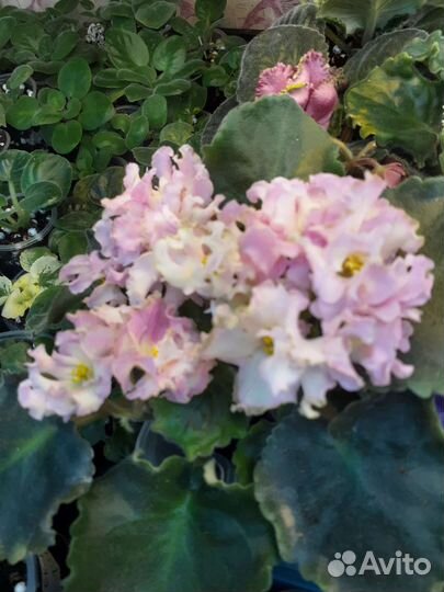 Листики Фиалки