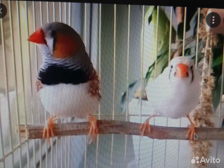 Зебровые амадины