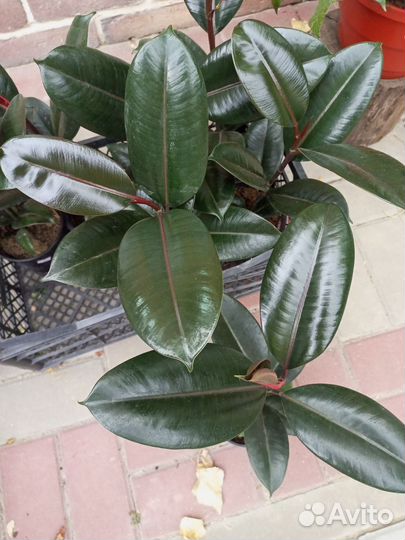 Фикус Абиджан, Белиз