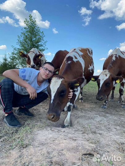 Сыропригодное коровье молоко оптом