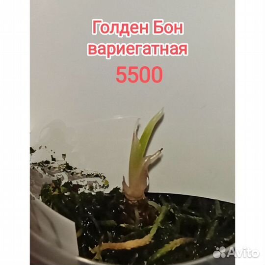 Редкие алоказии. Клубни 1