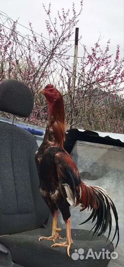 Бойцовые петухи и куры