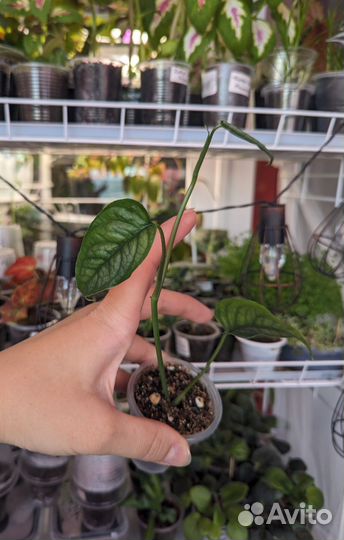 Комнатные растения 3