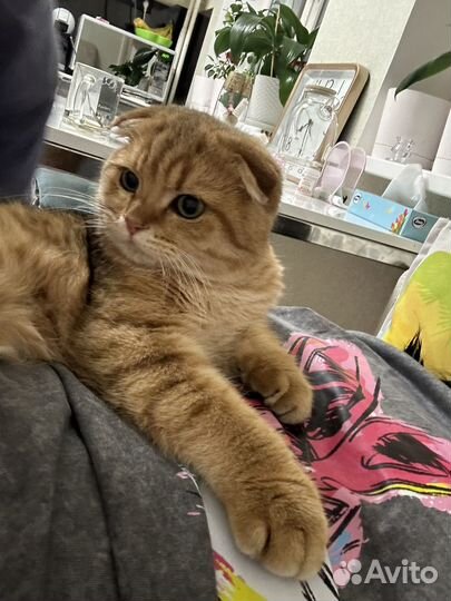 Шотландский вислоухий кот