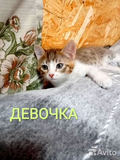 Котята в добрые руки