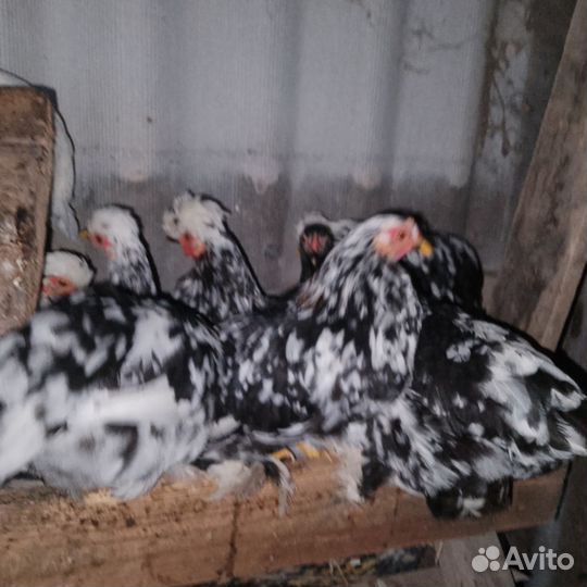 Карликовые куры