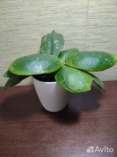 Хойи редкие