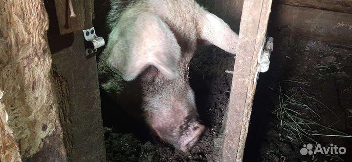 Поросенок ландрас