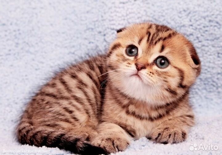 Золотая пятнистая вислоухая кошечка