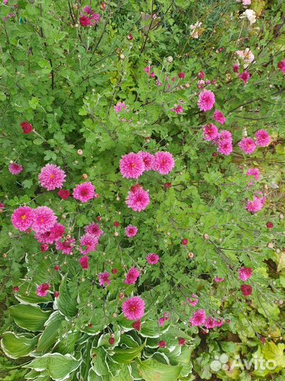 Хризантема Букет