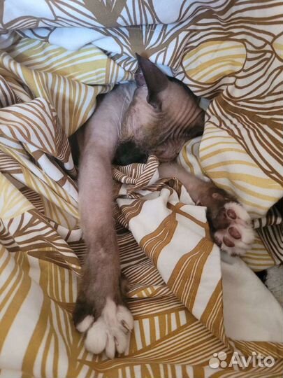 Передержка домашних котов и кошек