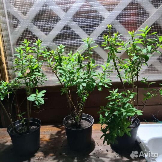 Саженцы спиреи Дуглас