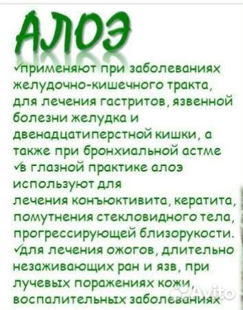 Домашний доктор. алоэ вера