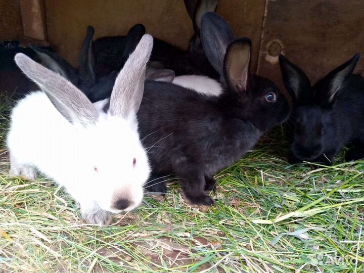 Крольчата