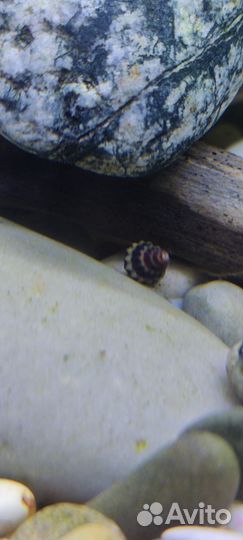 Улитка хелена