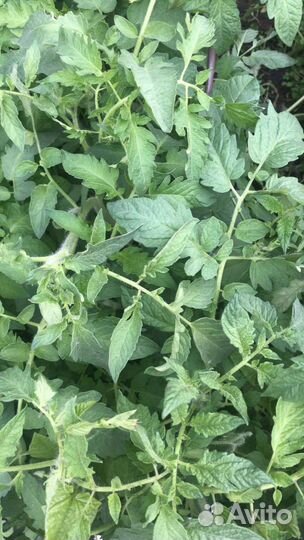 Рассада помидор