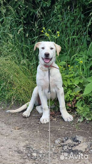 Метис лабрадора 3.5 месяца бесплатно