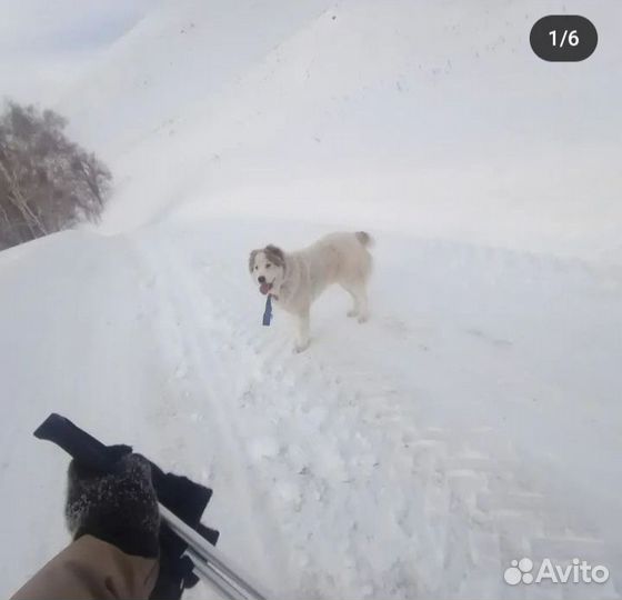 Собака алабай