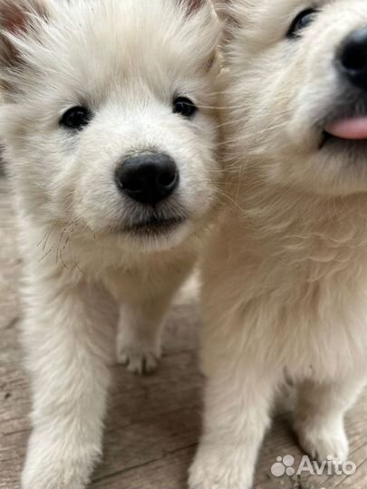 Щенки Белой швейцарской овчарки