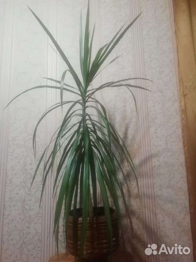 Комнатные растения