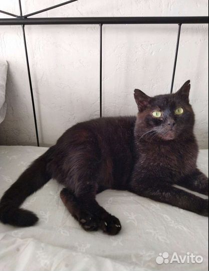 Кот в добрые руки