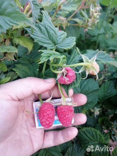 Малина без шипная, гордость России