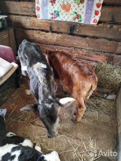 Бычки мясная порода