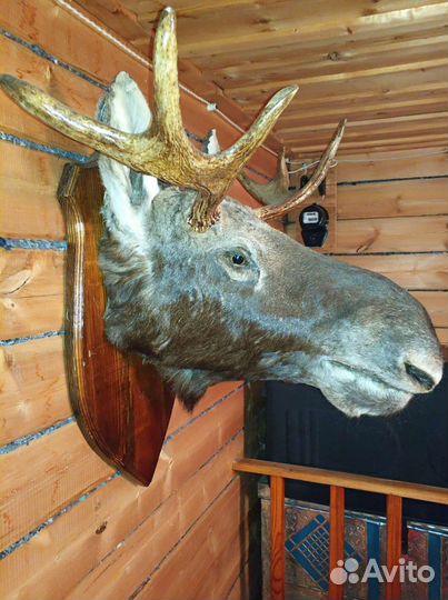 Чучело голова лося