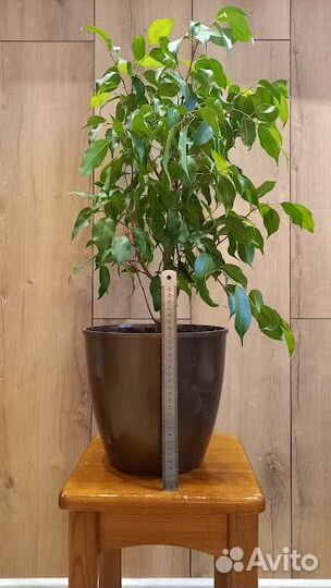 Фикус бенджамина