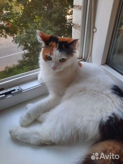 Отдам в добрые руки кошку стерилизованную